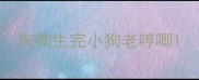 狗狗生完小狗老哼唧