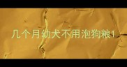 几个月幼犬不用泡狗粮