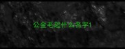 公金毛起什么名字