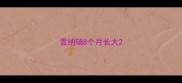 雪纳瑞8个月长大
