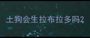 土狗会生拉布拉多吗