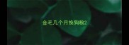 金毛几个月换狗粮