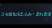 边境牧羊犬尾巴毛颜色浅怎么办遗传因素与护理指南全