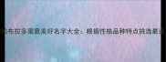 最受欢迎的拉布拉多寓意美好名字大全根据性格品种特点挑选最适合的宠物名