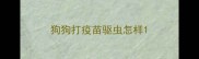 狗狗打疫苗驱虫怎样