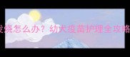 狗狗打疫苗后一直发烧怎么办幼犬疫苗护理全攻略附紧急处理指南