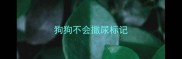 狗狗不会撒尿标记