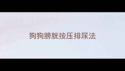 狗狗膀胱按压排尿法