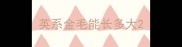 英系金毛能长多大