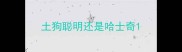 土狗聪明还是哈士奇