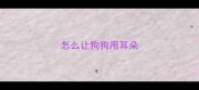 怎么让狗狗甩耳朵