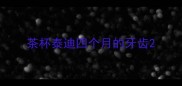 茶杯泰迪四个月的牙齿