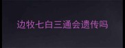 边牧七白三通会遗传吗