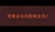 宽嘴金毛和圆嘴金毛