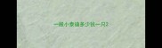 一般小泰迪多少钱一只