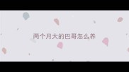 两个月大的巴哥怎么养