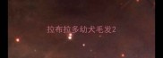 拉布拉多幼犬毛发