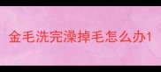 金毛洗完澡掉毛怎么办