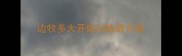 边牧多大开始训练最合适