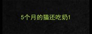 5个月的猫还吃奶