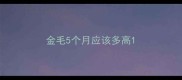 金毛5个月应该多高