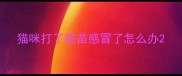 猫咪打了疫苗感冒了怎么办