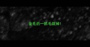 金毛的一抓毛就掉