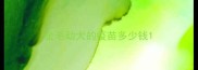 金毛幼犬的疫苗多少钱