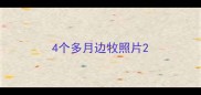 4个多月边牧照片