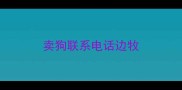 卖狗联系电话边牧