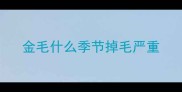 金毛什么季节掉毛严重