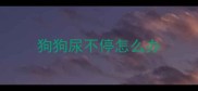 狗狗尿不停怎么办