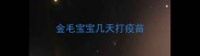 金毛宝宝几天打疫苗