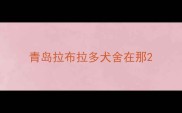 青岛拉布拉多犬舍在那
