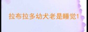 拉布拉多幼犬老是睡觉