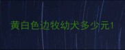 黄白色边牧幼犬多少元