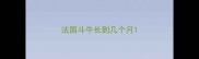 法国斗牛长到几个月