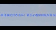茶杯泰迪真的好养活吗新手必看保姆级饲养指南