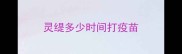 灵缇多少时间打疫苗