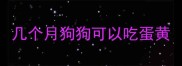 几个月狗狗可以吃蛋黄