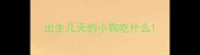 出生几天的小狗吃什么