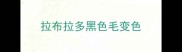 拉布拉多黑色毛变色