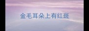 金毛耳朵上有红斑