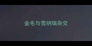 金毛与雪纳瑞杂交