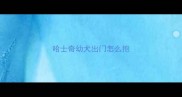 哈士奇幼犬出门怎么抱