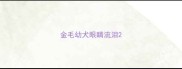 金毛幼犬眼睛流泪