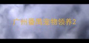 广州番禺宠物领养