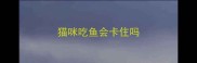 猫咪吃鱼会卡住吗