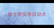 哈士奇实体店幼犬