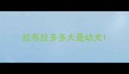 拉布拉多多大是幼犬